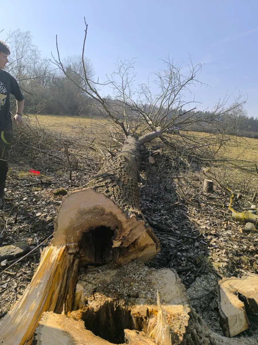 Čištění pozemků a demolice